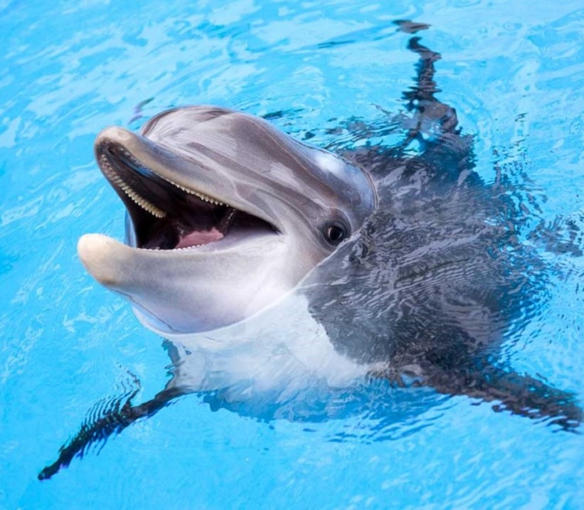 Посетите дельфинарий во время майских праздников в Партените
