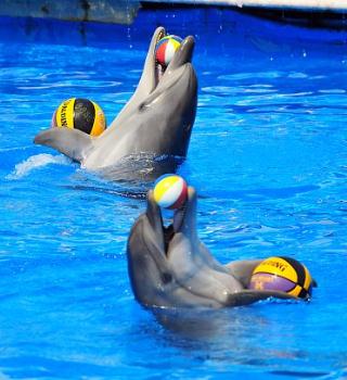 Дельфинарий в Партените на отдыхе осенью